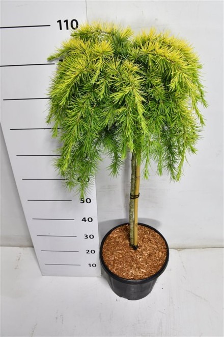 Cedrus deod. 'Lime Glow'