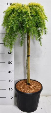 Cedrus deod. 'Lime Glow'