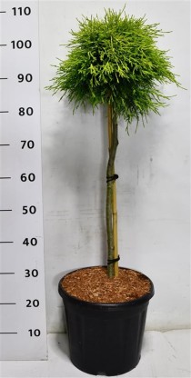 Chamaecyparis p. 'Sungold'