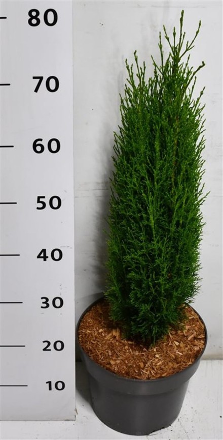 Cupressus semp. 'Totem'