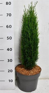 Cupressus semp. 'Totem'