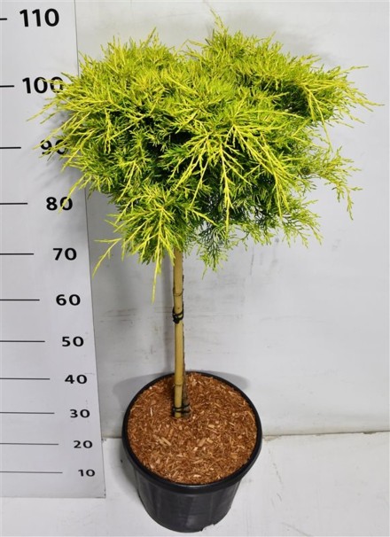Juniperus pf. 'Golden Joy'