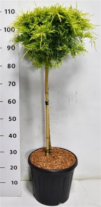 Juniperus pf. 'Golden Joy'