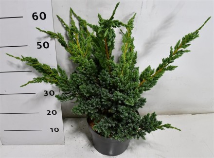 Juniperus squamata 'Meyeri'