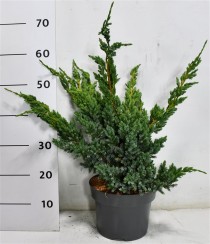 Juniperus squamata 'Meyeri'