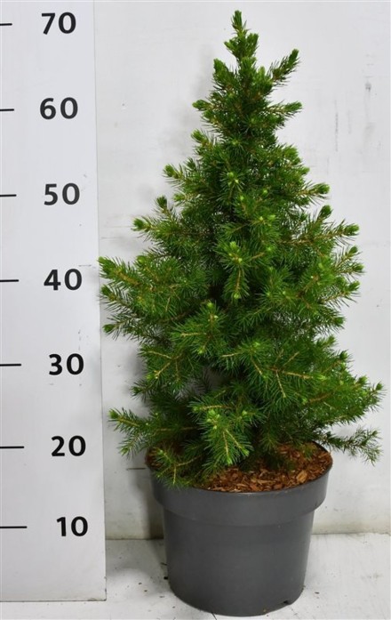 Picea abies 'Little Norman'