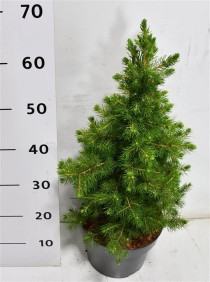 Picea abies 'Little Norman'