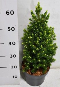 Picea gl. 'Rainbow's End'