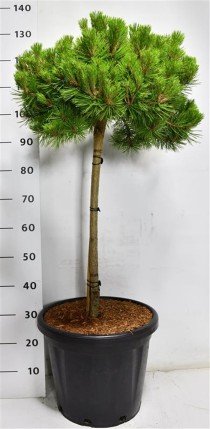 Pinus d. 'Low Glow'
