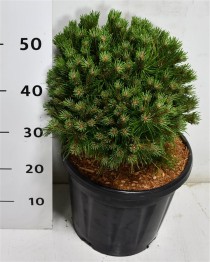 Pinus mugo 'Benjamin'