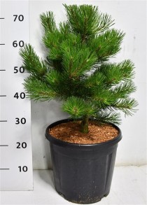 Pinus mugo 'Carsten'