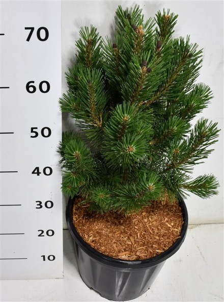 Pinus mugo 'Columbo'