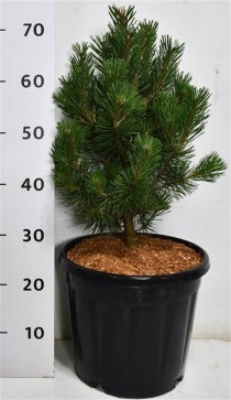 Pinus mugo 'Columbo'
