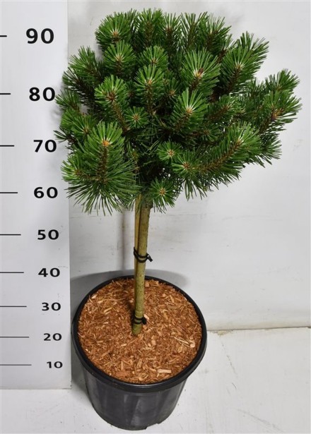 Pinus mugo 'Columbo'