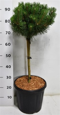 Pinus mugo 'Columbo'
