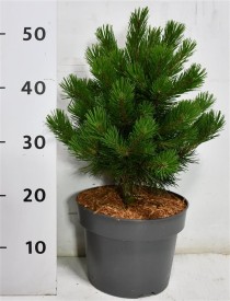 Pinus mugo 'Gnom'