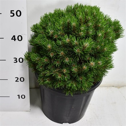 Pinus mugo 'Heideperle'