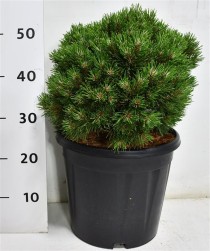 Pinus mugo 'Heideperle'