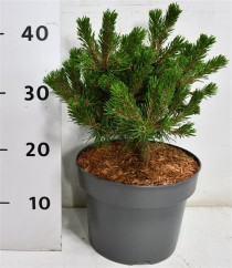 Pinus mugo 'Humpy'