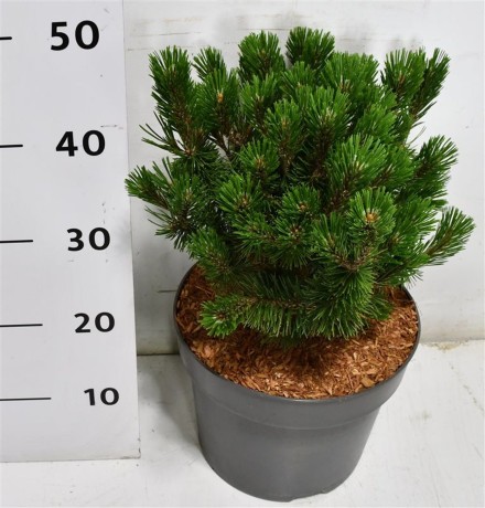 Pinus mugo 'Humpy'