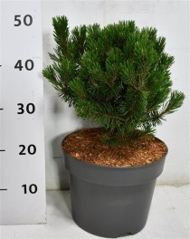 Pinus mugo 'Humpy'