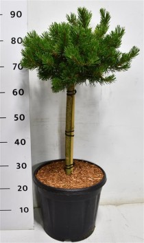 Pinus mugo 'Klosters Grun'