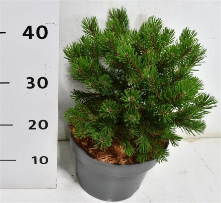Pinus mugo 'Klosters Grun'