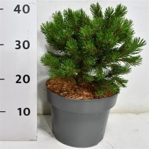 Pinus mugo 'Klosters Grun'