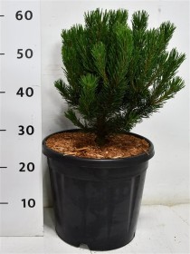 Pinus mugo 'Limerick'