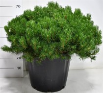 Pinus mugo mugo