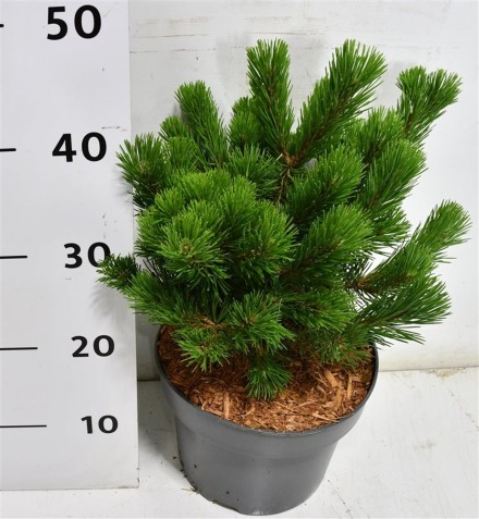 Pinus mugo 'Mumpitz'