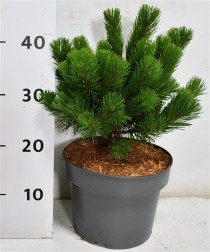 Pinus mugo 'Mumpitz'