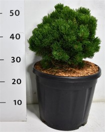 Pinus mugo 'Picobello'