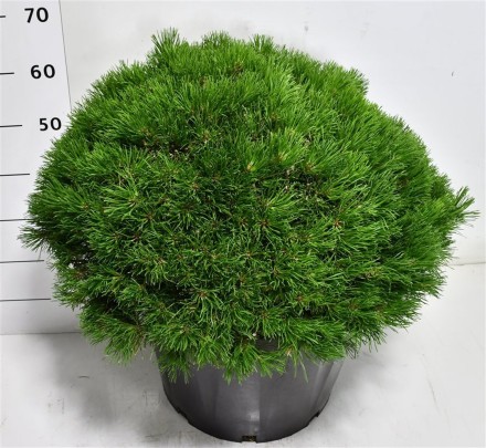 Pinus mugo pumilio