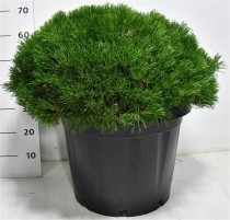 Pinus mugo pumilio