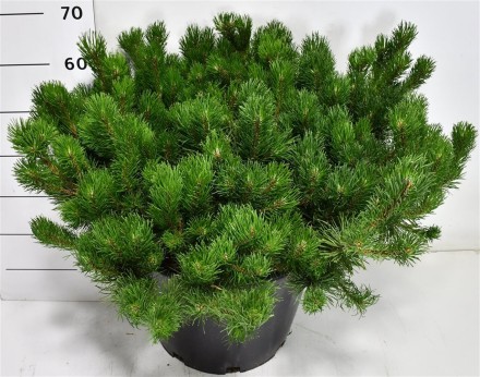 Pinus mugo pumilio
