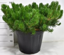 Pinus mugo pumilio