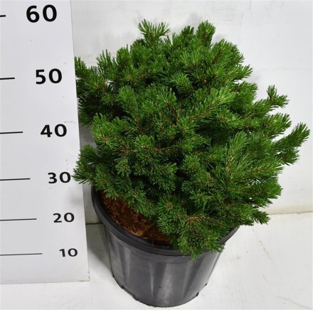 Pinus mugo 'Pumuckel'