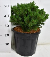 Pinus mugo 'Pumuckel'