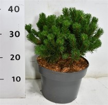 Pinus mugo 'Pumuckel'