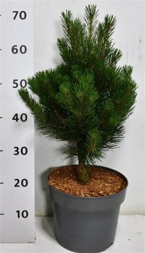 Pinus mugo 'Rigi'