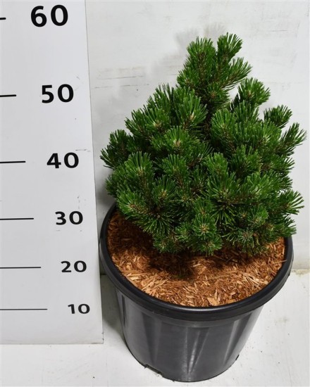 Pinus mugo 'Sherwood Compact'