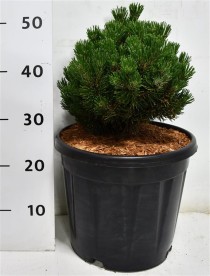 Pinus mugo 'Sherwood Compact'