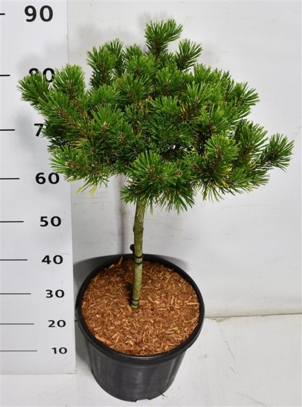 Pinus mugo 'Carsten's Wintergold'