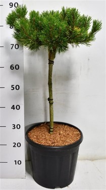 Pinus mugo 'Carsten's Wintergold'