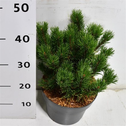 Pinus mugo 'Carsten's Wintergold'