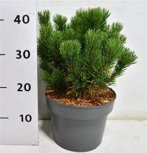 Pinus mugo 'Carsten's Wintergold'