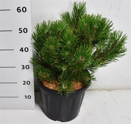 Pinus mugo 'Winter Gold'