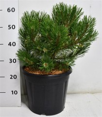Pinus mugo 'Winter Gold'