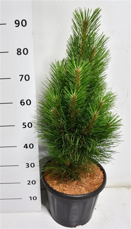 Pinus nigra 'Green Tower'